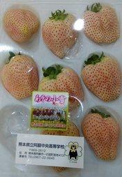日本草莓.草莓苗. 熊本 阿蘇的小雪(あその小雪)白草莓種子