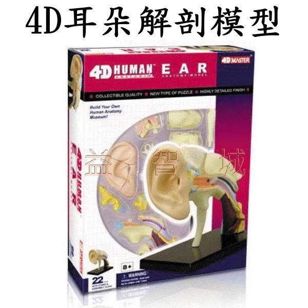益智城《耳朵模型/耳模型/耳解剖模型/DIY模型/4D人體模型/4D器官模型/4D Master 》4D耳朵解剖模型