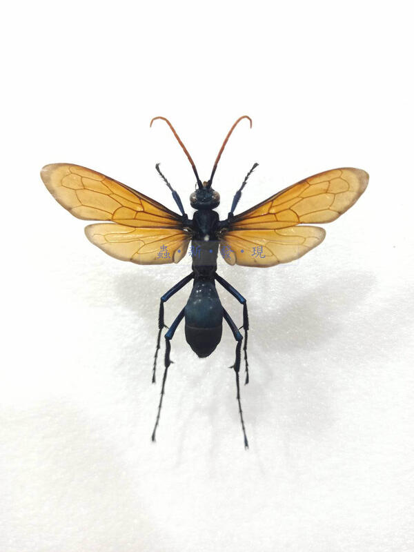 蟲新發現╭○-○╮昆蟲標本A1 ~ Pepsis heros蛛蜂-大型展翅7CM