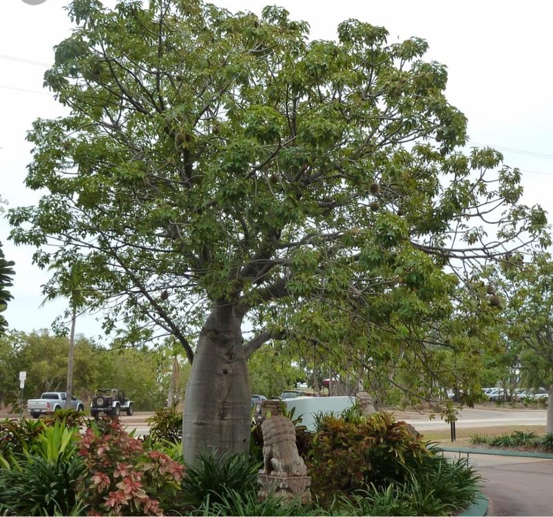 adansonia gregorii澳洲猴麵包樹（暫時缺貨）
