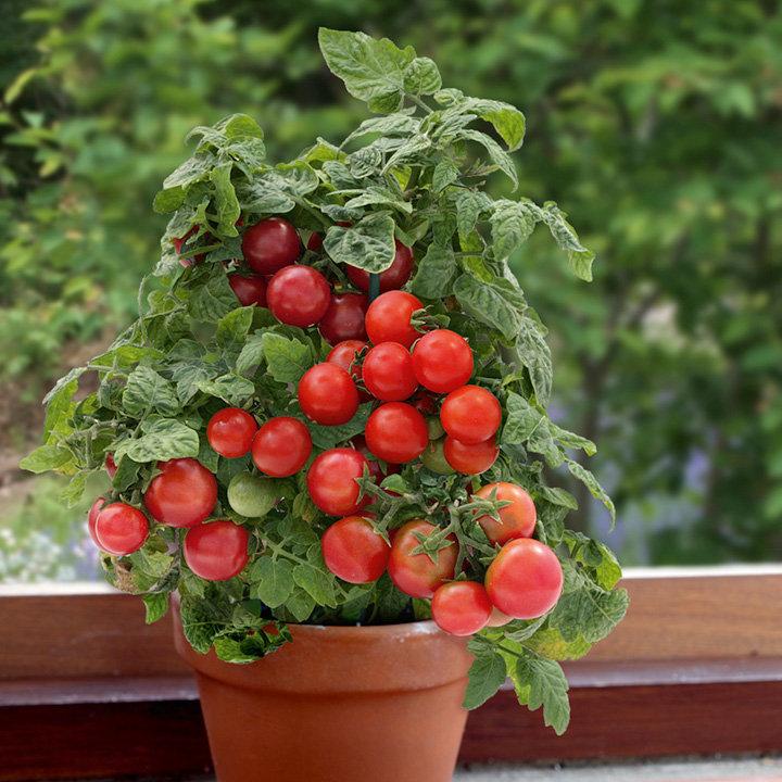 Flora & Cloris 國外進口 Red Dwarfs Tomato 小拇指 蕃茄 番茄 種子