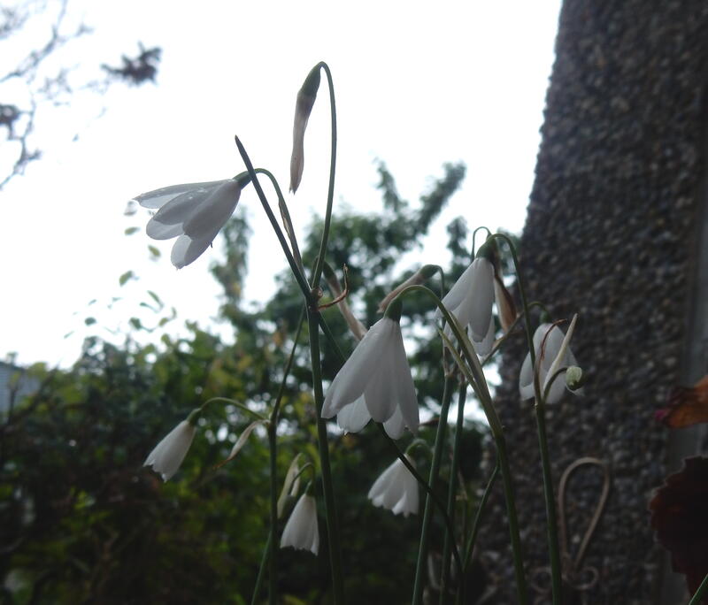 【藍月草園】秋植球根~Leucojum trichophyllum 毛葉夏雪片蓮