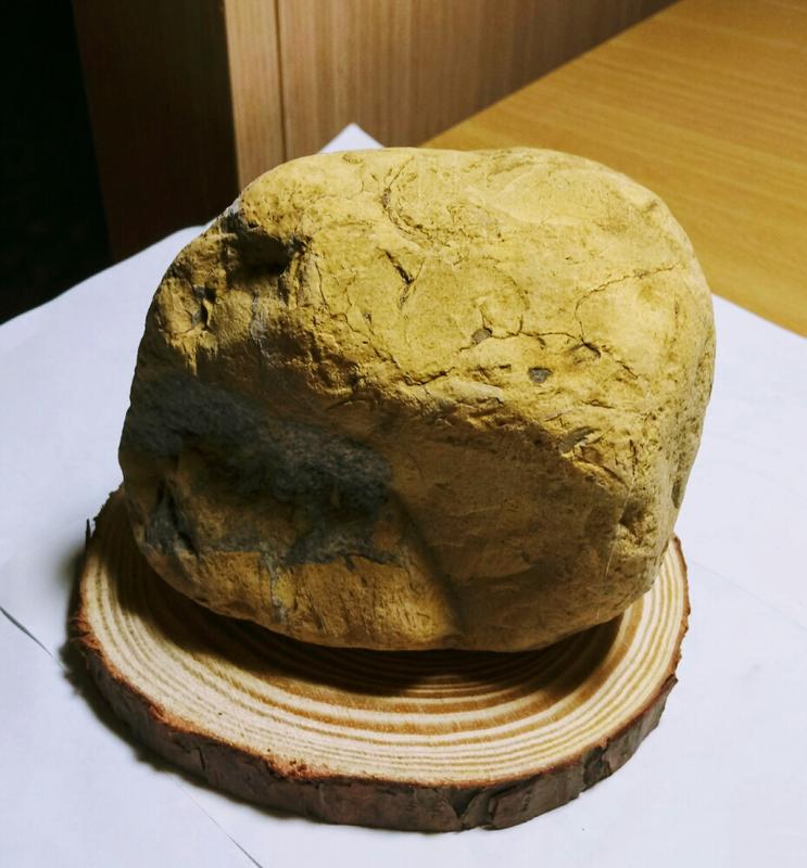 中部山區 山採龜包 黃龜甲石  側臉 收藏 雕刻