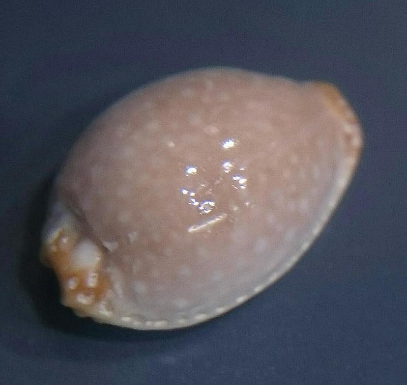seashell 小鯊皮寶螺 貝殼標本
