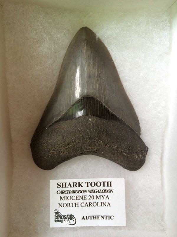 巨齒鯊（Carcharodon megalodon）鯊魚牙化石（真品鯊魚牙齒化石）