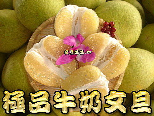 【極品牛奶文旦柚】㊣55年老樹欉麻豆牛奶文旦~感謝民視訂購500斤柚子