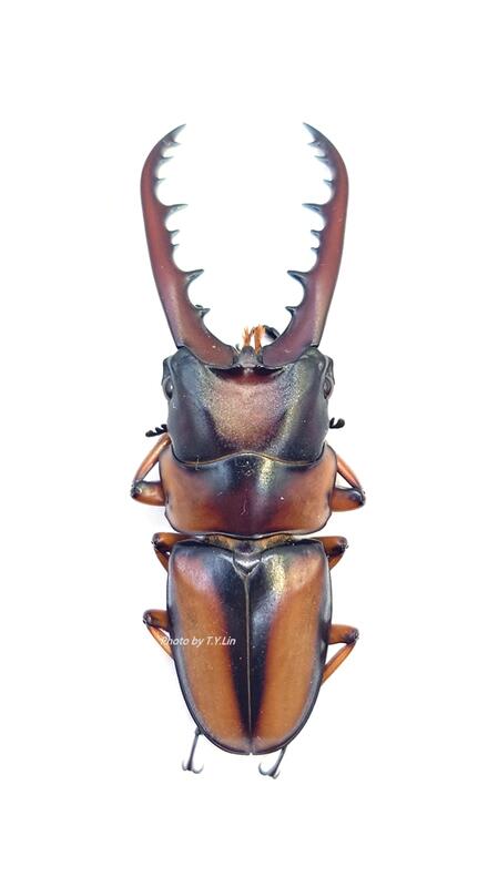 Prosopocoilus savagei 薩維吉鋸鍬形蟲 56.7mm 標本 乾貨