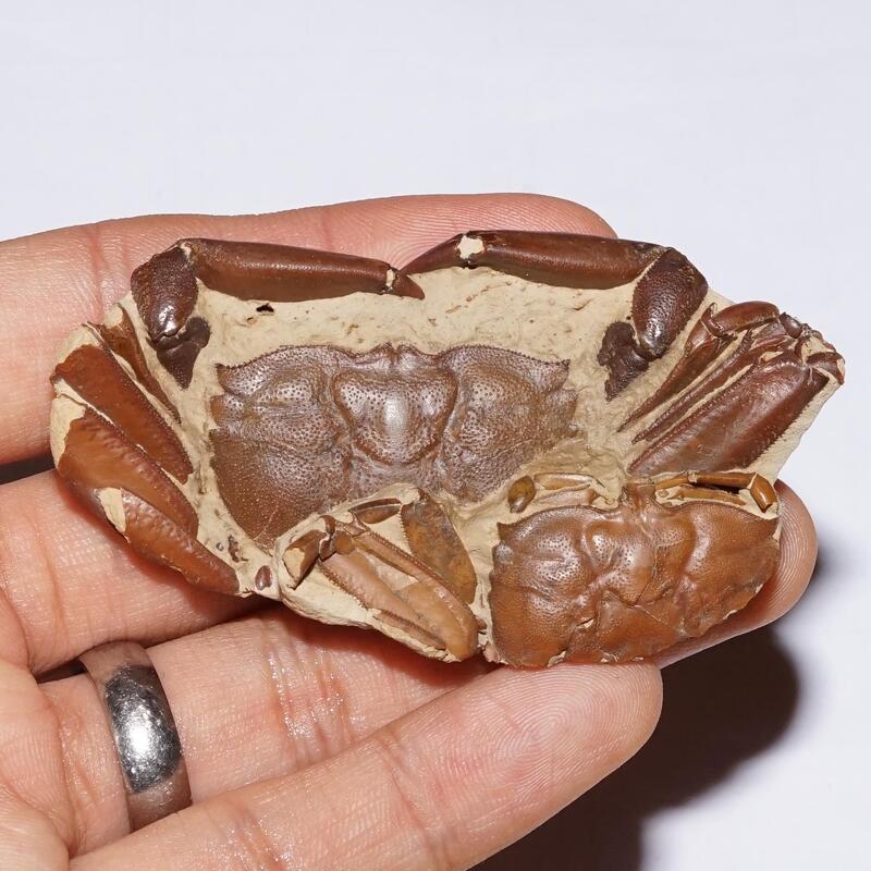 雙螯漂亮] 2隻大眼蟹/ 螃蟹化石~~全新世，廣東陽江，細節明顯漂亮
