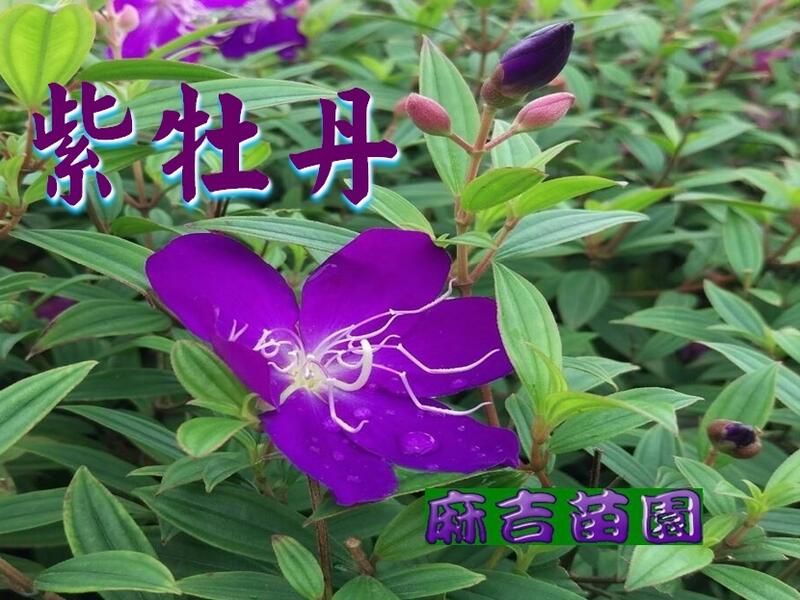 ☆ 麻吉苗園 ☆ [ 紫牡丹 ] 巴西野牡丹 樹苗3.5吋盆 園藝庭園造景超優樹種