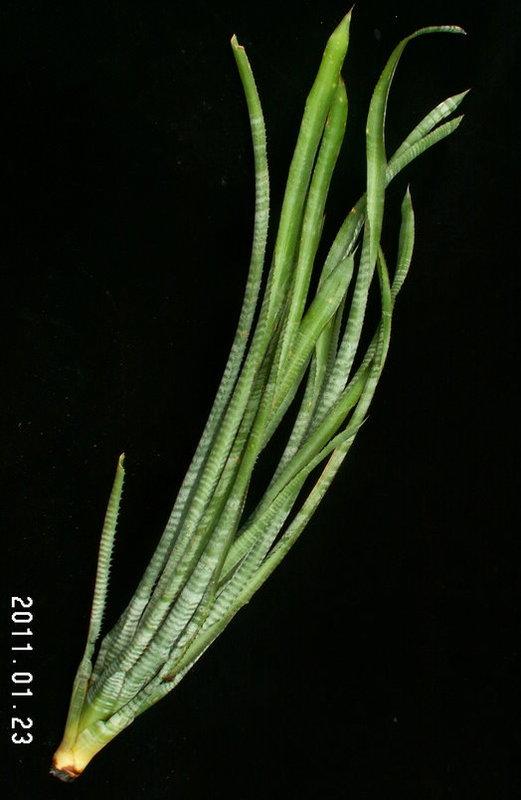 ブロメリア・エアープランツ Aechmea phanerophlebia Rubra Aechmea phanerophlebia Rubra