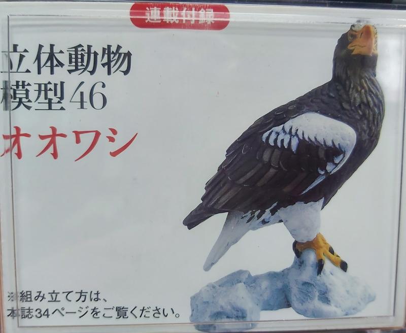 日本天然紀念物 - 圖鑑46 - 老鷹