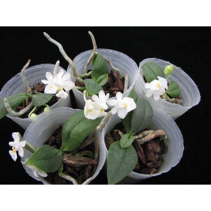 稀有種再次開放限量10盆Phal.parishii var.alba 小白兔原生種蝴蝶蘭