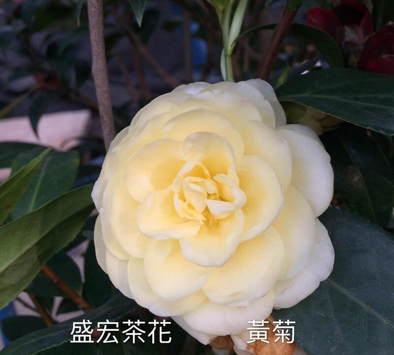 【盛宏茶花】茶花品種︱5吋盆原棵茶花︱黃菊