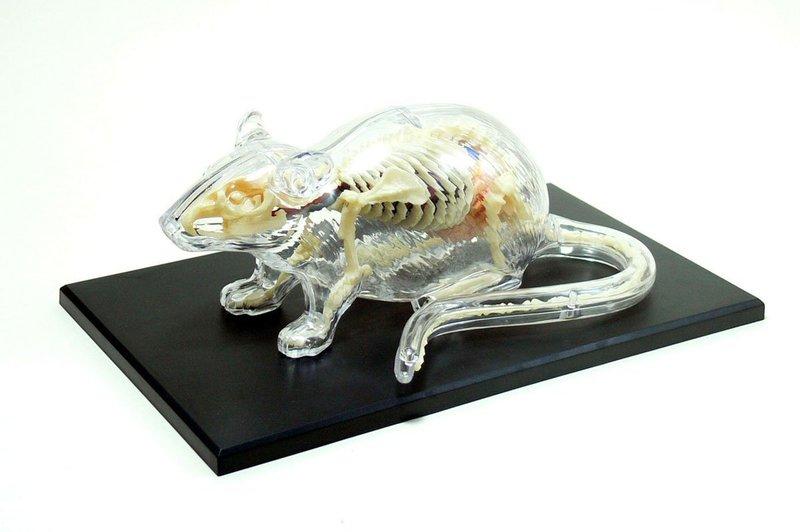 【CartoonBus】1024預訂! 11月 青島文化 立體益智4D VISION 動物解剖模型 老鼠骨骼