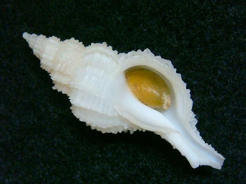 JLshell - 春福骨螺(1)  Scabrotrophon chunfui
