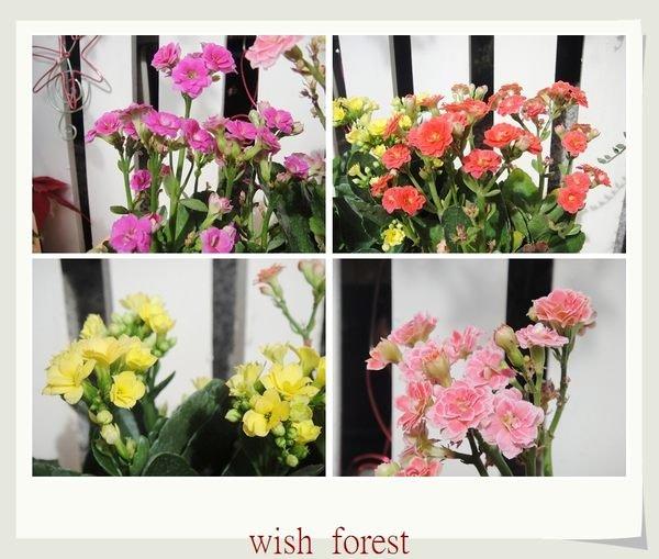 WISH FOREST【賞花植物。重瓣長壽花】。吉利討喜。花色多。花期長。改良品種。~