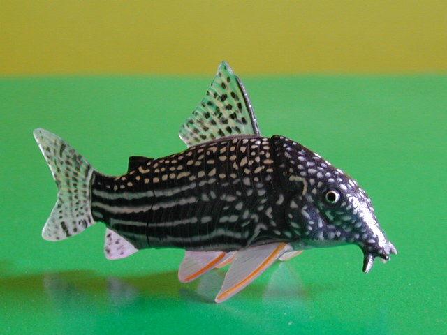 [玩具DNA] 海洋堂 動物 Choco Q 日本的寵物 第4彈 (121)老鼠魚 ※全新.附彈紙及蛋殼.