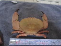 螃蟹標本- 古董收藏- 人氣推薦- 2024年2月| 露天市集