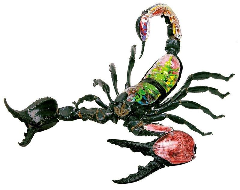 【CartoonBus】1024預訂! 11月 青島文化 立體益智4D VISION 動物解剖模型 蠍子