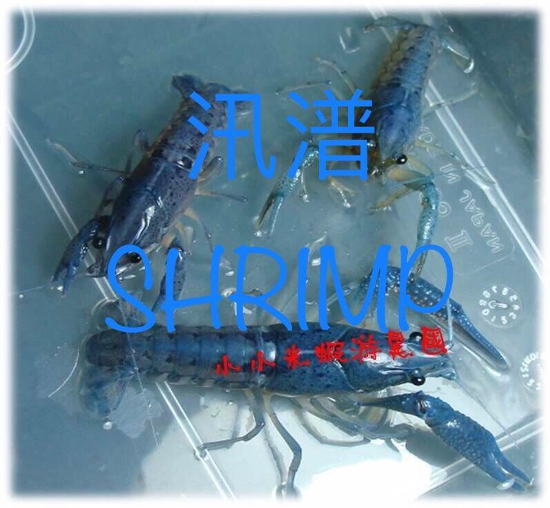 【汛潽】藍螯/佛螯/佛羅里達螯蝦 (對蝦)