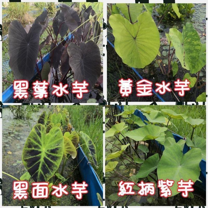 【水畝田】 黑葉水芋、黃金水芋、黑面水芋、紅柄紫芋、食用水芋 、colocasia、挺水、水生植物、水草、diy 盆 露天市集 全台最大的網路購物市集