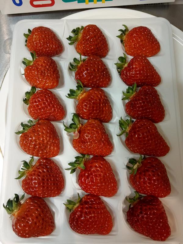 日本草莓.草莓苗.新潟 越後姬 草莓種子