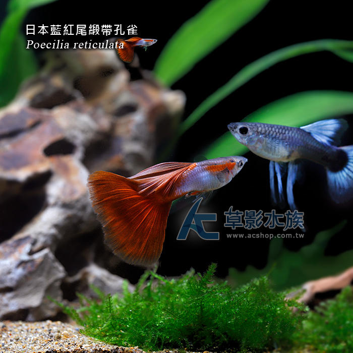 【AC草影】日本藍紅尾緞帶孔雀（對魚）【一對】