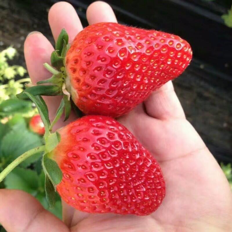紅顏草莓-日本品種 果大色鮮紅 結果率高 特殊迷人糖果味