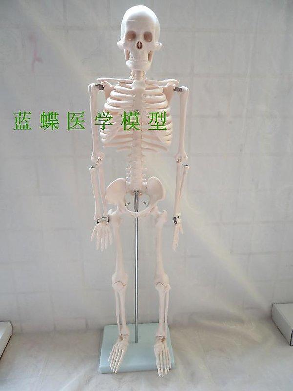 【醫學模型】人骨架標本模型 人體骨骼模型45CM 髏骼骨頭 人體模型【med_150123_030】
