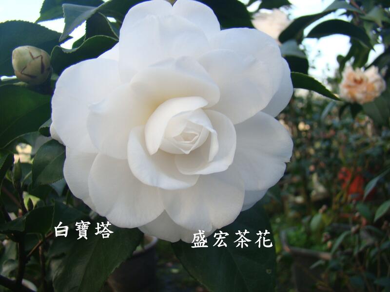【盛宏茶花】茶花品種︱5吋盆原棵茶花︱白寶塔