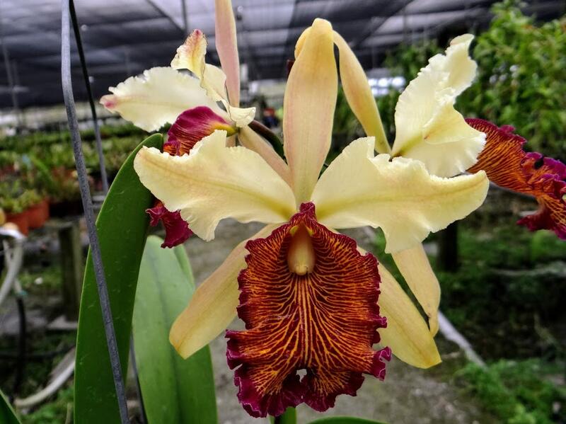 人気SALE，HOT (^。 ^)(608)洋蘭原種，C.dowiana v.aurea