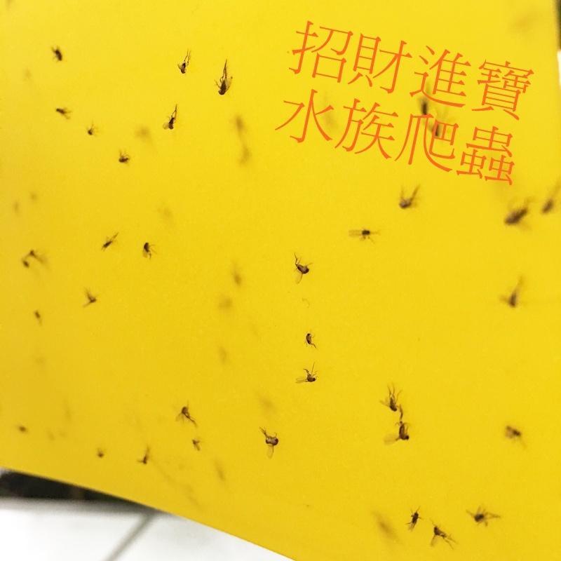 大小黃色黏蟲板果蠅蒼蠅養寵物黏蟲紙誘蟲貼紙 PVC 害蟲捕蠅紙陸龜蜥蜴昆蟲養狗爬蟲箱有機蔬菜園藝廚房 除蟲