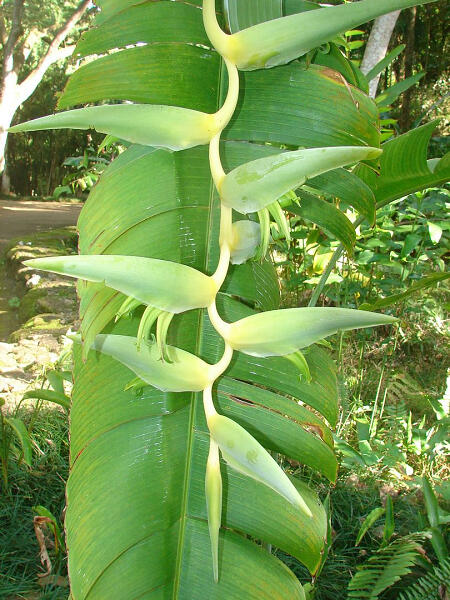 赫蕉Heliconia Chartacea cv“Meeana” <地下球莖> == *少見 *黃/綠色苞片 *較新品種