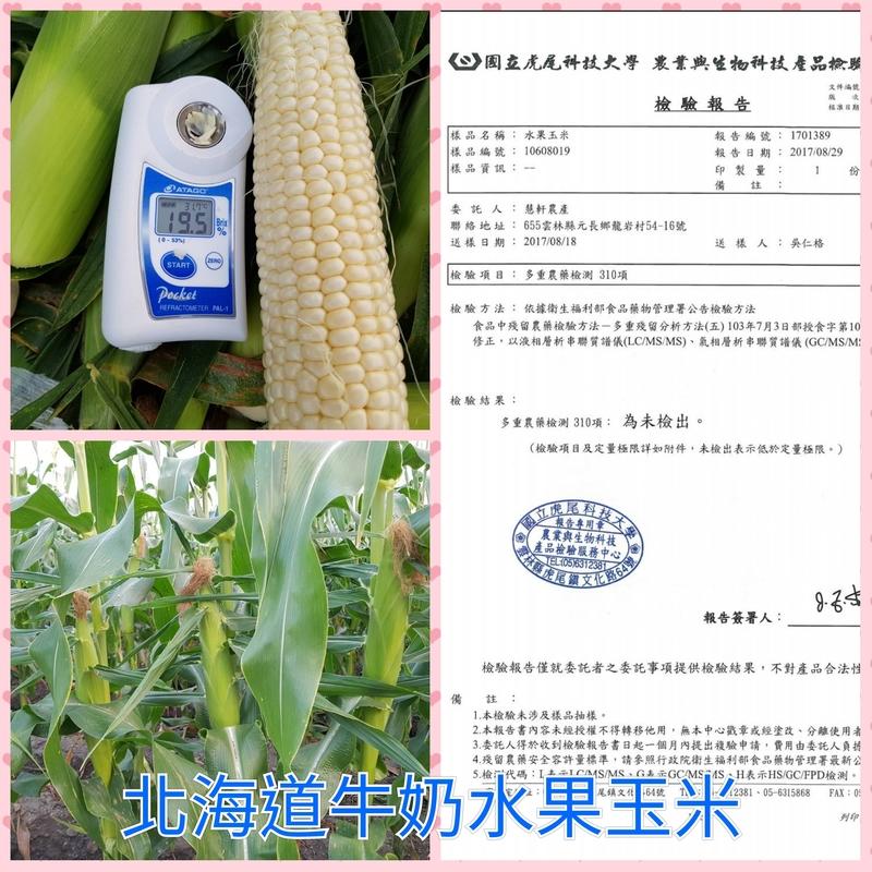 慧軒農場 北海道牛奶水果玉米 水果玉米(1箱50斤1750元)