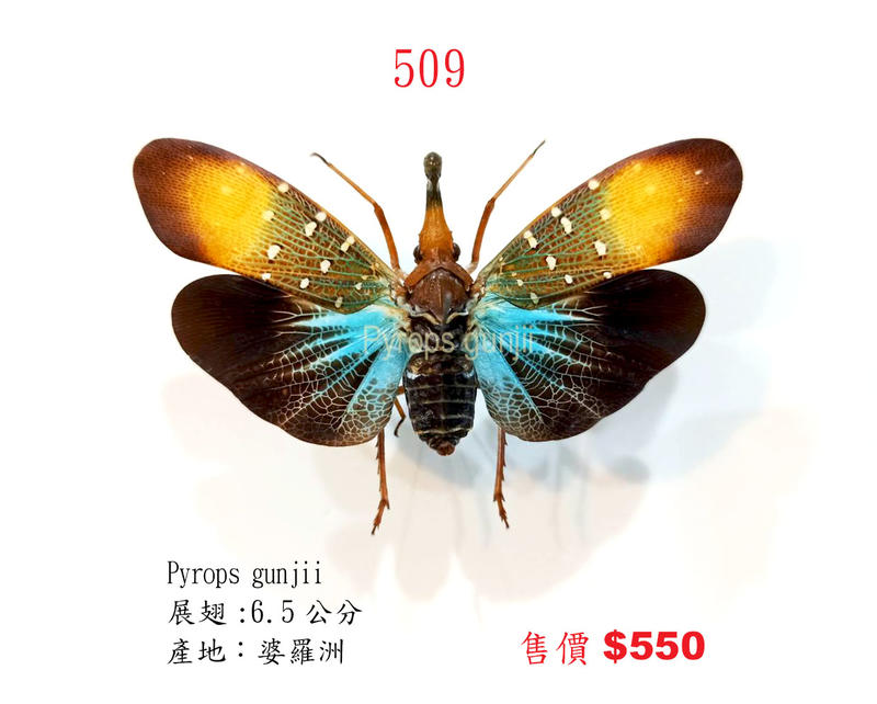 蟲新發現╭○-○╮蝴蝶標本A1 ~ Pyrops gunjii 展翅6.5CM 產地：婆羅洲