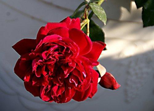 紫燕飛舞(中國古典華麗又超香耐命的古老月季玫瑰)~悠遊山城(創始店)5-6吋盆玫瑰
