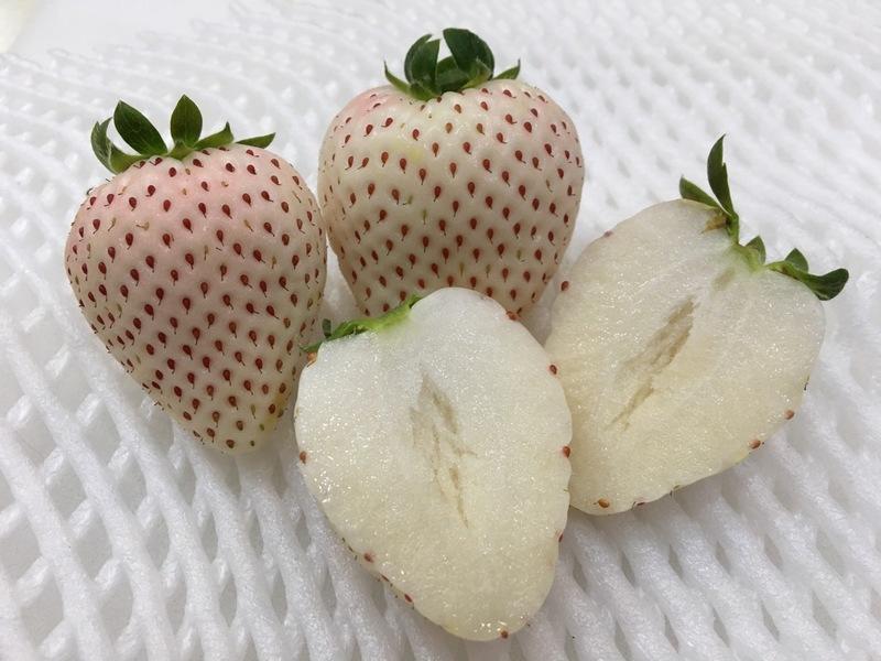 日本草莓.草莓苗. 奈良珍珠白(パールホワイト)白草莓種子