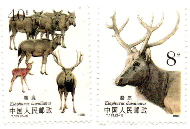 ^.^飛行屋(全新品)中國人民郵政㊣中國郵票~麋鹿 動物郵票(T132)1988年