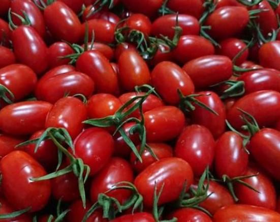 菜根園-蜜番茄種子25粒90元(全美園藝比賽優勝品種)