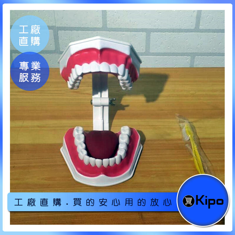 KIPO-口腔保健護理牙齒模型 醫學教學模型-NFH017304A