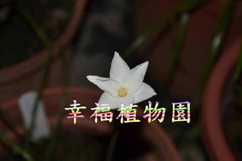 [幸福植物園]風雨蘭 Cooperia drummondii (德拉蒙比)