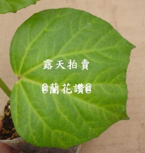 (問)@蘭花讚@ 秋海棠 Begonia convolvulacea (6) 