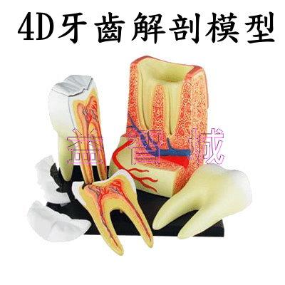 益智城《教學人體模型/器官模型/人體解剖模型/DIY模型/生物/牙齒模型/牙模型/4D Master 》4D牙齒解剖模型