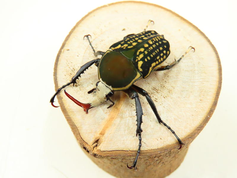 【蟲蟲底家 售完缺貨】哈瑞斯角金龜MH 成蟲(♂ 37~43mm 單公)甲蟲、昆蟲專賣