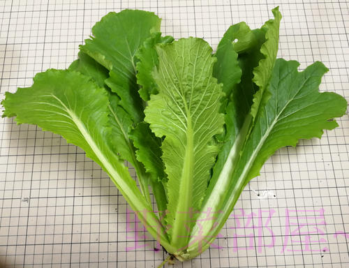 【野菜部屋~中包裝】E47 日本大阪青松菜種子60公克 , 品質好 , 耐熱性佳 , 每包190元 ~