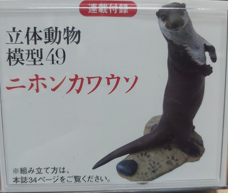 日本天然紀念物 - 圖鑑49 - 探頭鼠