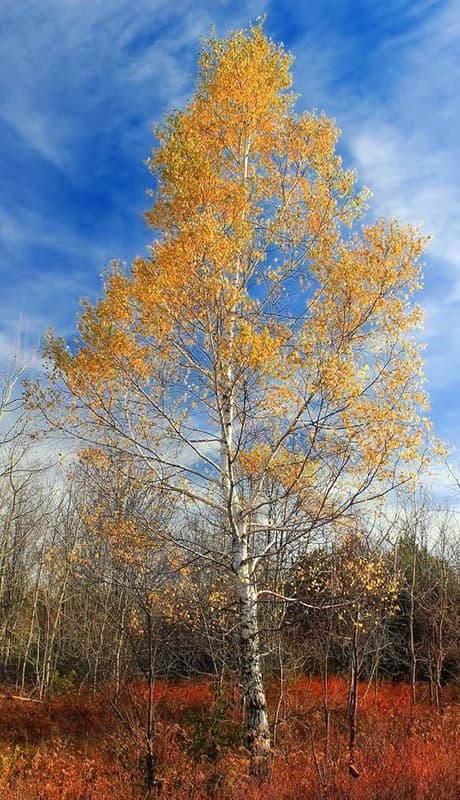 Betula papyrifera 北美白樺 種子及健康樹苗 入秋後葉子會變金黃色及落葉 | 露天市集 | 全台最大的網路購物市集