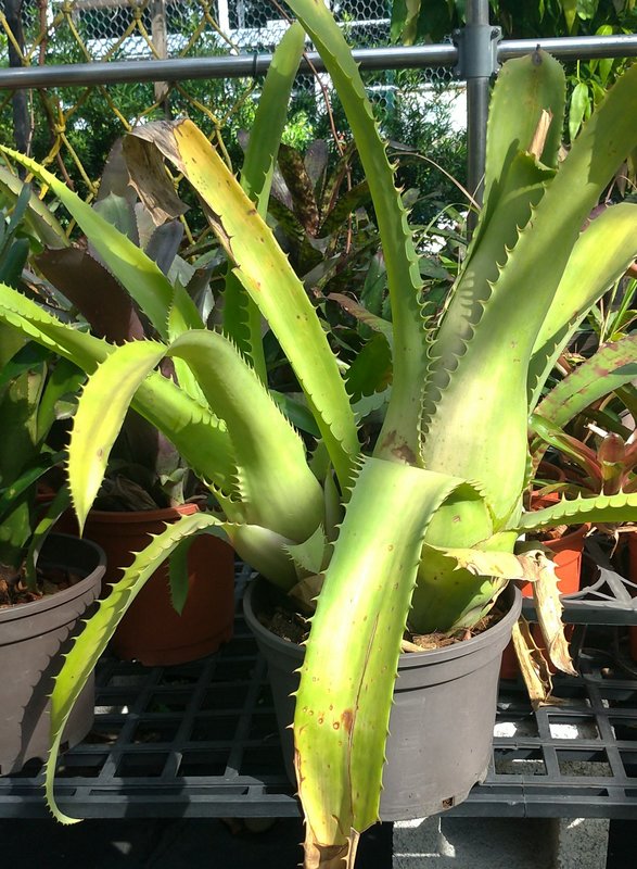 Aechmea Bromeliifolia 綠色大鋼芽 大顆側芽株，植株壯碩肥美