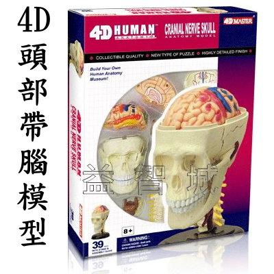 益智城《頭骨模型/腦部模型/人體模型/頭部模型/人體解剖模型/DIY模型/4D Master 》4D頭骨模型(含腦模型)