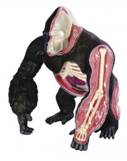 【CartoonBus】現貨~限量最後一隻! 青島文化 立體益智4D VISION 動物解剖模型 猩猩 金剛